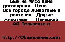 Бык на мясо цена договарная › Цена ­ 300 - Все города Животные и растения » Другие животные   . Ненецкий АО,Тельвиска с.